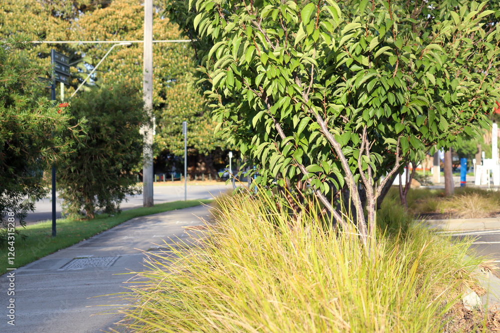 Fototapeta premium footpath in melbourne outer western suburb lined with landscaping grasses and trees