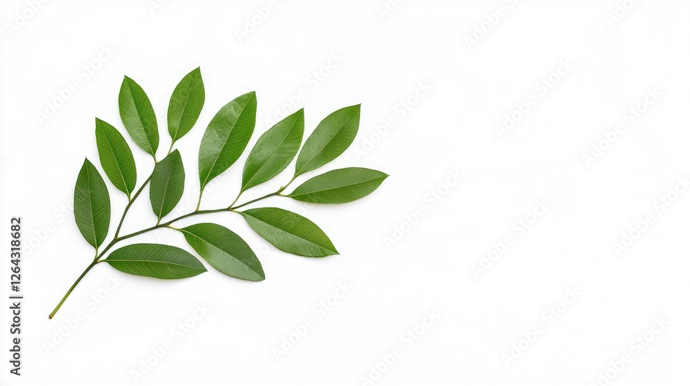 Fresh green leaves arranged elegantly on a white background, ideal for nature-themed designs