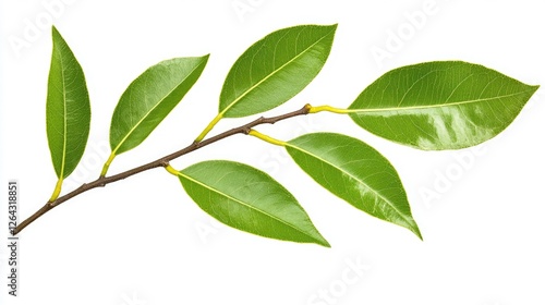 Obraz na płótnie Green leaves on a branch showcasing fresh foliage against a white background, ideal for nature themes w salonie