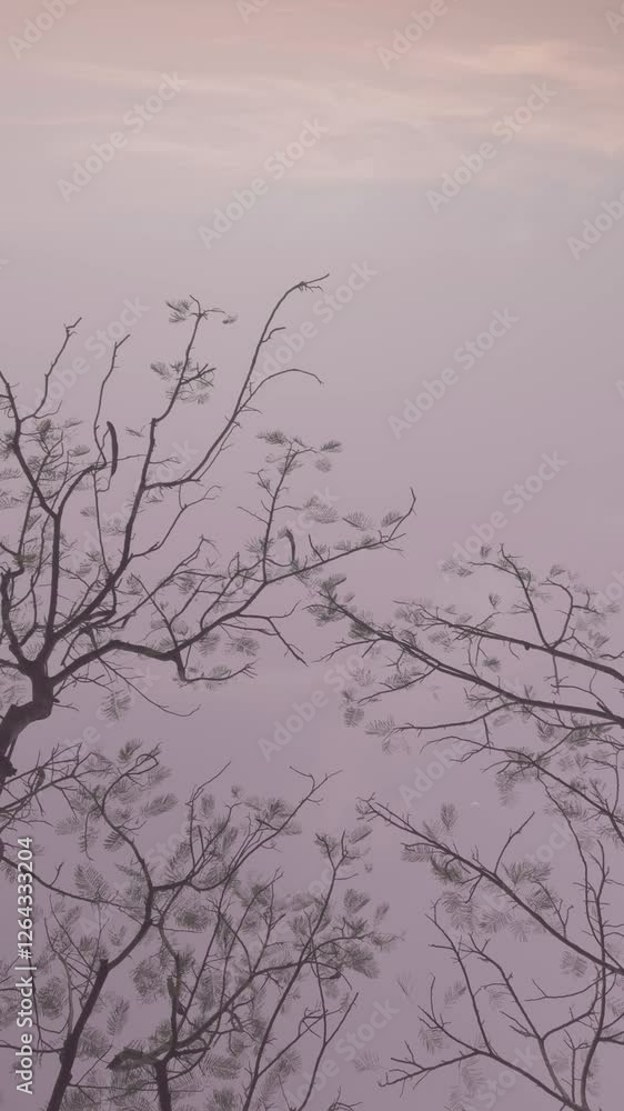 Serenity mood colorful sunset sky with tree branches. Serenity mood colorful sunset sky with tree branches.