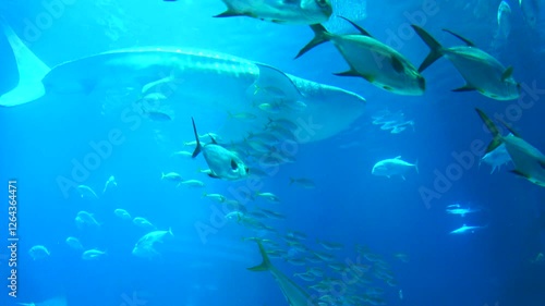 The Whale shark and schools of various tropical fish including Bigeye trevally and Japanese jack mackerel swimming underwater. Close up shot of Rhincodon typus. 4K 