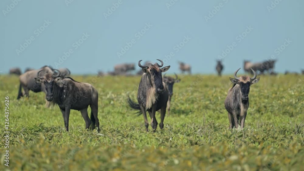 Slow Motion Wildebeest Migration in Serengeti National Park in Africa in Tanzania, Migrating in Green Grass Plains in Lush Greenery on African Animals Wildlife Safari in Sunny Sunshine Clear Blue Sky Slow Motion Wildebeest Migration in Serengeti National Park in Africa in Tanzania, Migrating in Green Grass Plains in Lush Greenery on African Animals Wildlife Safari in Sunny Sunshine Clear Blue Sky