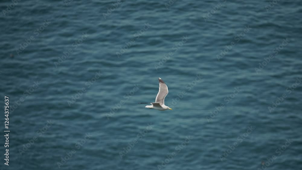 Slow Motion Gull Flying Over Blue Ocean, Gulls in Flight Above Ocean Sea Water, UK Birds Birdlife and Seabirds in UK on Skomer Island in Wales, Greater Black Backed Gulls Birds Flying Slow Motion Gull Flying Over Blue Ocean, Gulls in Flight Above Ocean Sea Water, UK Birds Birdlife and Seabirds in UK on Skomer Island in Wales, Greater Black Backed Gulls Birds Flying