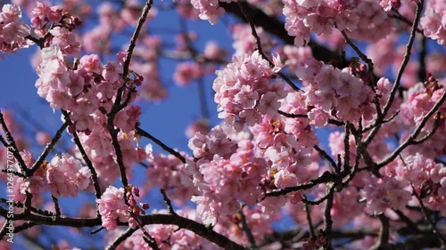 南伊豆町の河津桜62