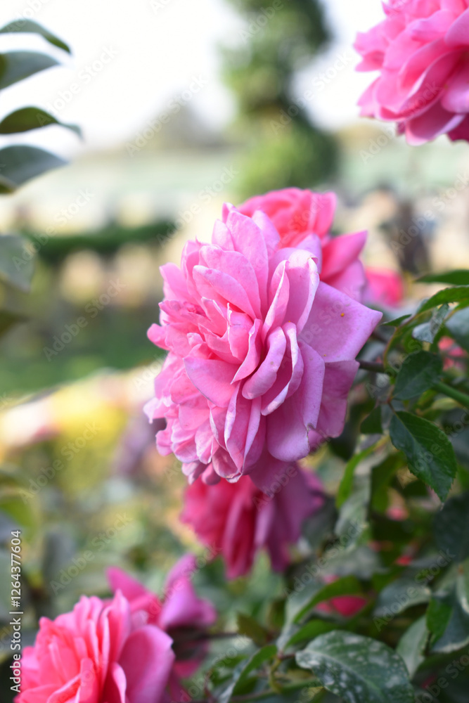 Beautiful pink rose flower closeup in garden, A very beautiful pink rose flower bloomed on the rose tree, Rose flower closeup, bloom flowers, Natural spring flower, Natural floral background, Beautiful pink rose flower closeup in garden, A very beautiful pink rose flower bloomed on the rose tree, Rose flower closeup, bloom flowers, Natural spring flower, Natural floral background,