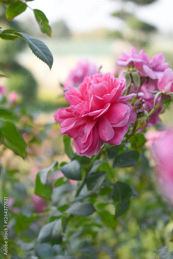 Beautiful pink rose flower closeup in garden, A very beautiful pink rose flower bloomed on the rose tree, Rose flower closeup, bloom flowers, Natural spring flower, Natural floral background, Beautiful pink rose flower closeup in garden, A very beautiful pink rose flower bloomed on the rose tree, Rose flower closeup, bloom flowers, Natural spring flower, Natural floral background,