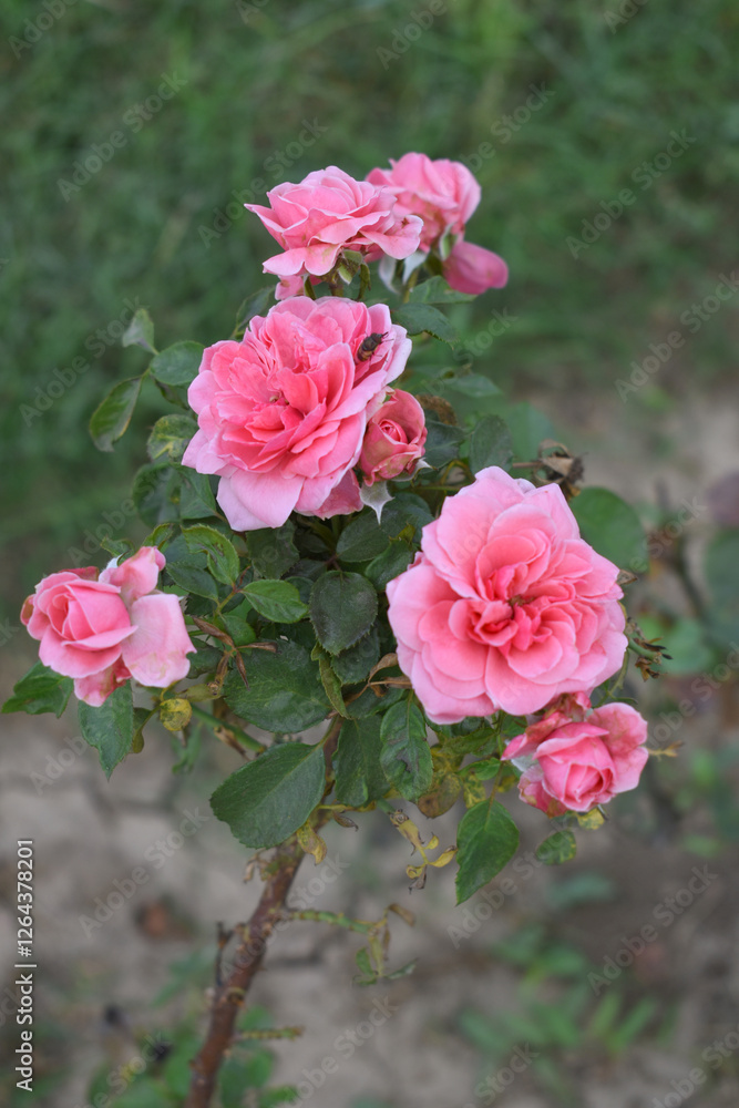 Beautiful pink rose flower closeup in garden, A very beautiful pink rose flower bloomed on the rose tree, Rose flower closeup, bloom flowers, Natural spring flower, Natural floral background, Beautiful pink rose flower closeup in garden, A very beautiful pink rose flower bloomed on the rose tree, Rose flower closeup, bloom flowers, Natural spring flower, Natural floral background,
