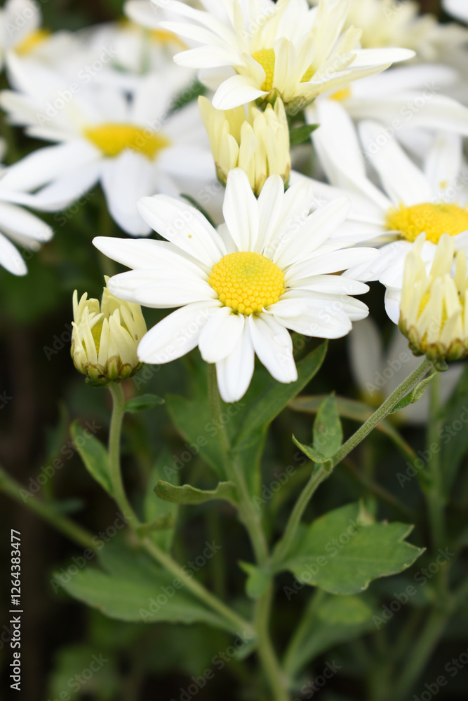 white Common daisy beautiful flowers with blur green background in garden, White beautiful daisies on a field in green grass, Oxeye daisy, Leucanthemum vulgare, Daisies, Dox-eye, Dog daisy in nature white Common daisy beautiful flowers with blur green background in garden, White beautiful daisies on a field in green grass, Oxeye daisy, Leucanthemum vulgare, Daisies, Dox-eye, Dog daisy in nature