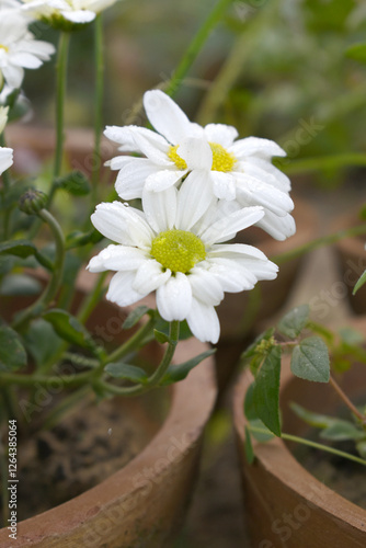white Common daisy beautiful flowers with blur green background in garden, White beautiful daisies on a field in green grass, Oxeye daisy, Leucanthemum vulgare, Daisies, Dox-eye, Dog daisy in nature