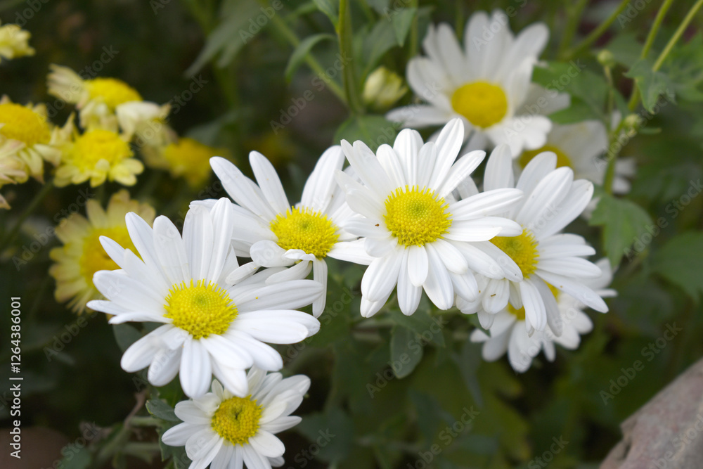 white Common daisy beautiful flowers with blur green background in garden, White beautiful daisies on a field in green grass, Oxeye daisy, Leucanthemum vulgare, Daisies, Dox-eye, Dog daisy in nature white Common daisy beautiful flowers with blur green background in garden, White beautiful daisies on a field in green grass, Oxeye daisy, Leucanthemum vulgare, Daisies, Dox-eye, Dog daisy in nature