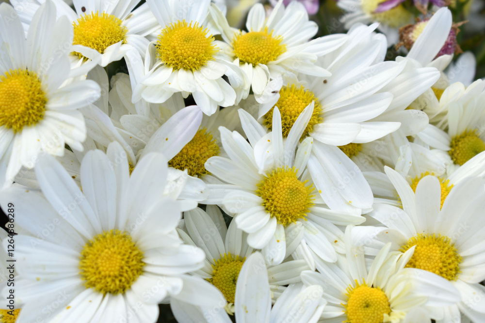 Obraz premium white Common daisy beautiful flowers with blur green background in garden, White beautiful daisies on a field in green grass, Oxeye daisy, Leucanthemum vulgare, Daisies, Dox-eye, Dog daisy in nature