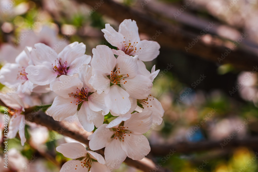 Fototapeta premium ソメイヨシノ桜42