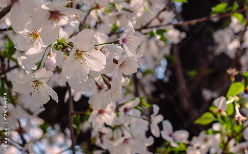 ソメイヨシノ桜36 ソメイヨシノ桜36