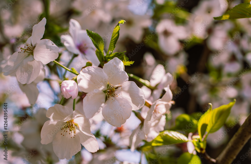 ソメイヨシノ桜33 ソメイヨシノ桜33