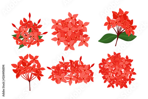 Set of ixora flower collection, Red Ixora chinensis flowers bloom. Four petal flower element, Rubiaceae, coccinea, botanical plant, isolated on white background, flat vector illustration.