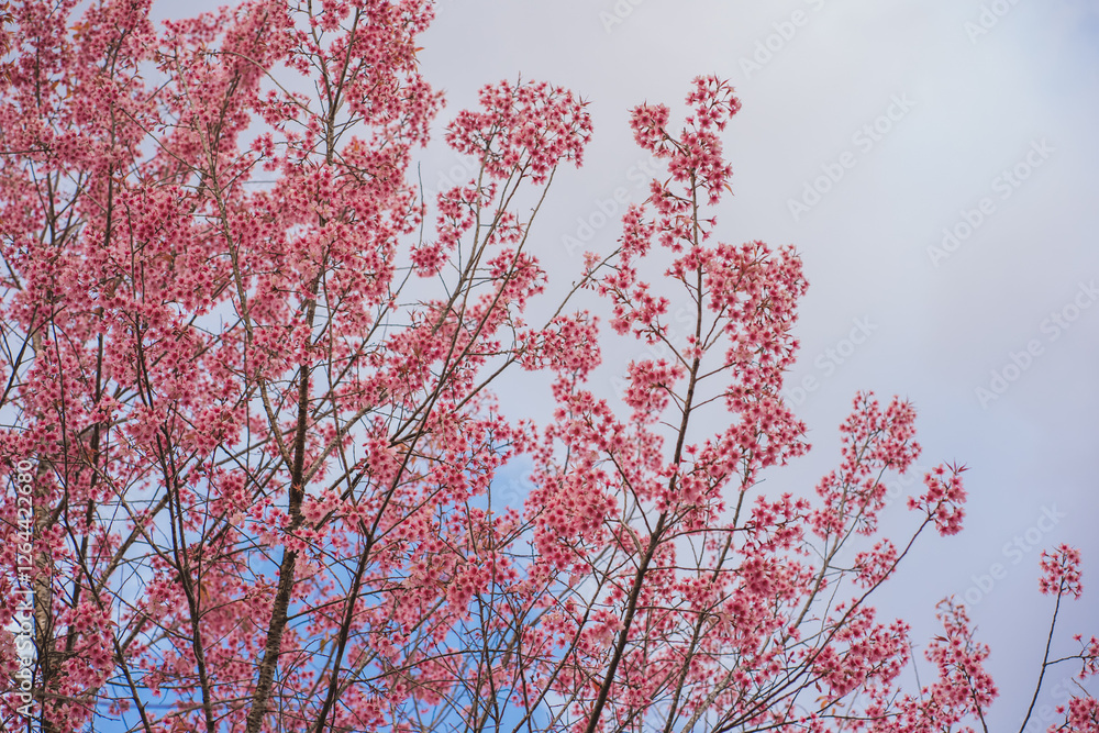 travel in nature concept with pink cherry blossom tree and clear sky in springtime season travel in nature concept with pink cherry blossom tree and clear sky in springtime season