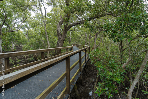 Boardwalk through Wynnum mangrove wetlands. Brisbane, Queensland, Australia 