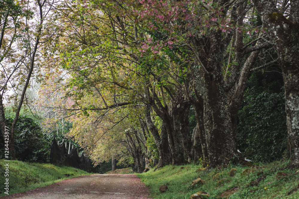 solo traveler in nature concept with country road with pink cherry blossom tree in springtime season solo traveler in nature concept with country road with pink cherry blossom tree in springtime season