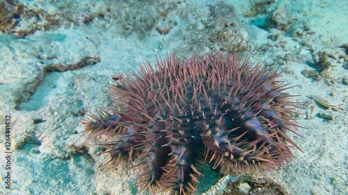 A close-up of a Crown of thorns starfish , moving along the bottom of a tropical coral reef. Acanthaster planci hunts coral. It regenerates its limbs, thrives in warm climates, devastates coral reefs. photo