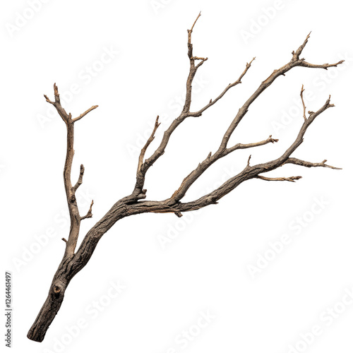 A dry tree branch isolated on a white background, transparent, alpha background png