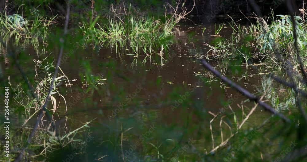 striking bee-eater hunts by a calm pond, lush green foliage and mirror like water reflections. striking bee-eater hunts by a calm pond, lush green foliage and mirror like water reflections.