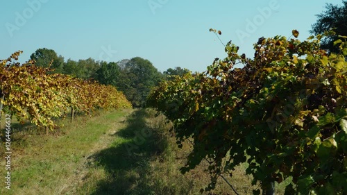 Dynamic side-moving shot revealing the full vineyard row in a serene South Georgia winery. Autumn leaves create warm tones and highlight the beauty of the vineyard during the harvest season. photo