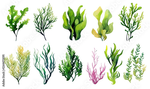 Watercolor Algae and Seaweeds Collection: Underwater Plants for Aquariums and Decor