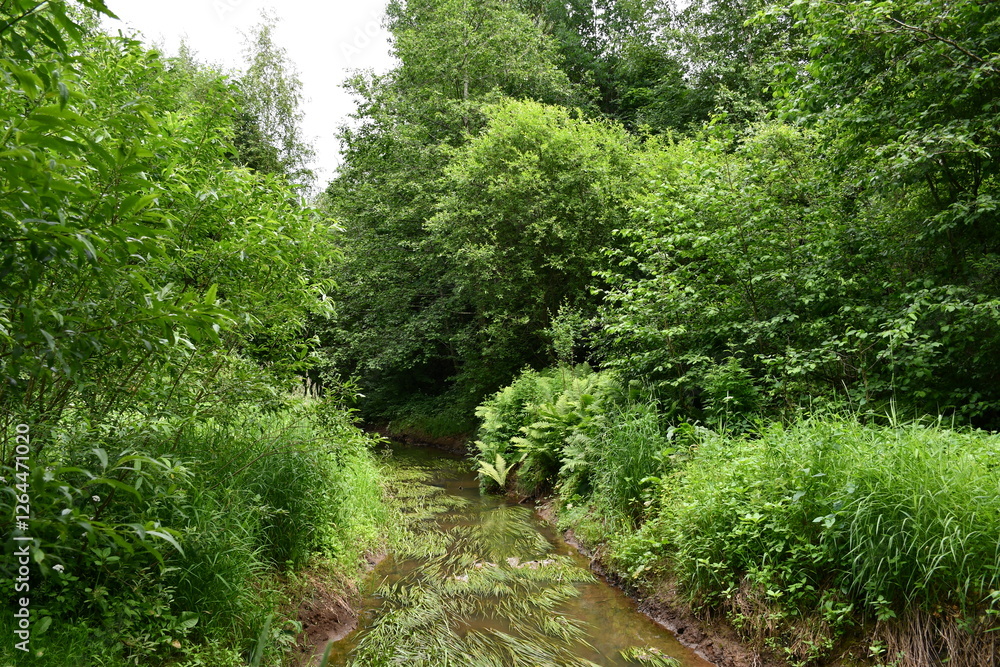 a river in the forest flows among tall trees, bushes and green grass
a river in the forest flows among tall trees, bushes and green grass