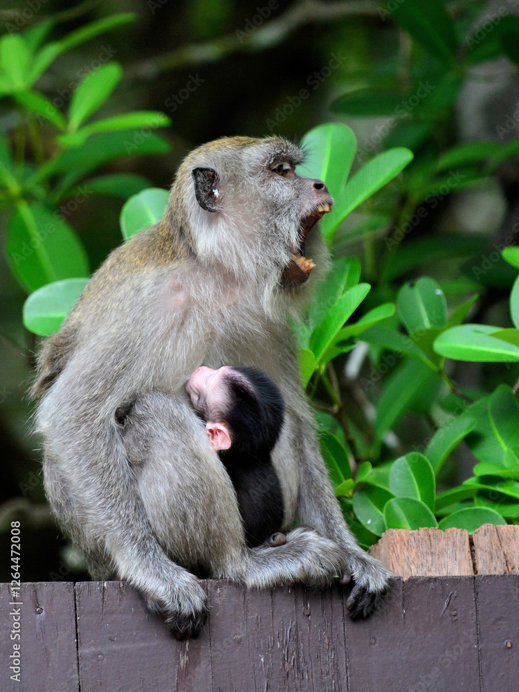 Obraz premium Female Crab-eating Macaque (or Long-tailed macaque) with a black baby, yawning on the fence of Peat Swamp Forest at Nrathiwas Thailand