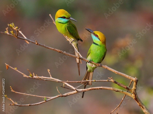 Pair of Little Green Bee-eater performing mating behavior of the giving of a fly at Huai Kha Khaeng Wildlife Sanctuary Uthaitani Thailand. photo