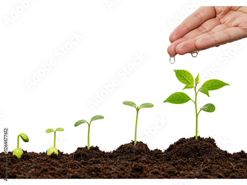 A series of progressively larger seedlings growing in soil, with a hand watering the tallest one
