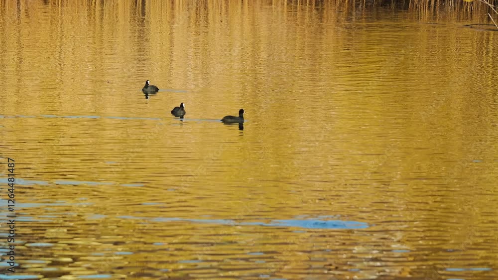 Three coots glide gracefully across a serene lake reflecting bright golden hues. The calm water creates a peaceful atmosphere complemented by the surrounding reeds Three coots glide gracefully across a serene lake reflecting bright golden hues. The calm water creates a peaceful atmosphere complemented by the surrounding reeds