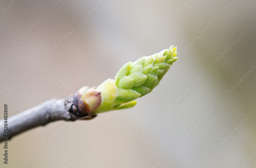 Fototapeta premium Fresh Green Bud Emerging from a Branch Against a Soft Blurred Background Evoking Spring's Renewal