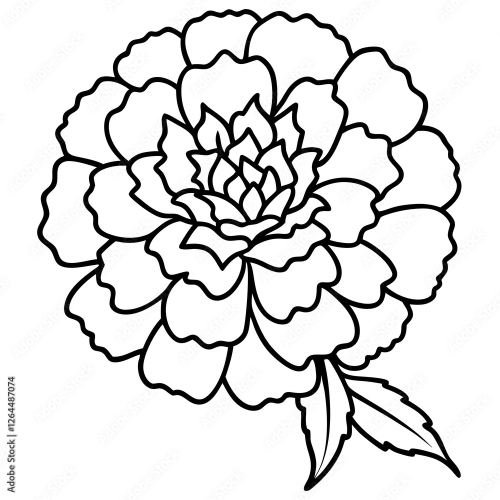 marigold ,white background marigold ,white background