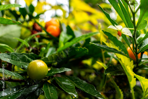 fruto de mirto 04