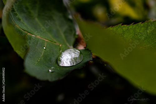 Gotas despues de la lluvia 02