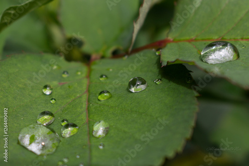 Gotas despues de la lluvia 01
