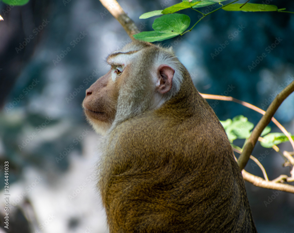 Obraz premium Macaque monkey at Thailand