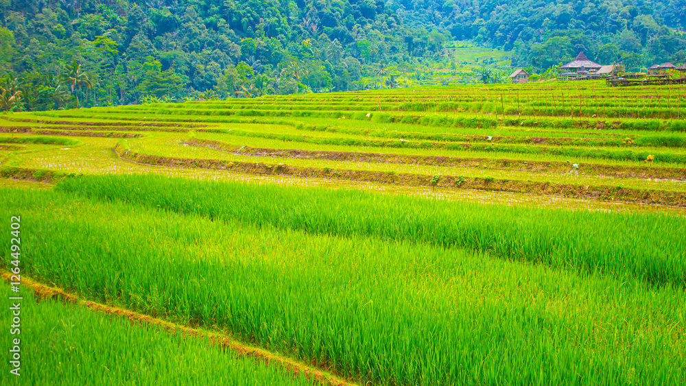 Lush Green Rice Field Landscape – Natural Rural Scenery Lush Green Rice Field Landscape – Natural Rural Scenery