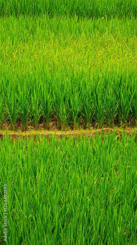 Obraz premium Lush Green Rice Field Landscape – Natural Rural Scenery