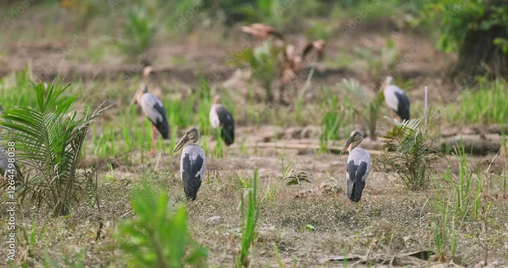 Asian openbill storks in marshland surrounded by greenery and vegetation. Asian openbill storks in marshland surrounded by greenery and vegetation.