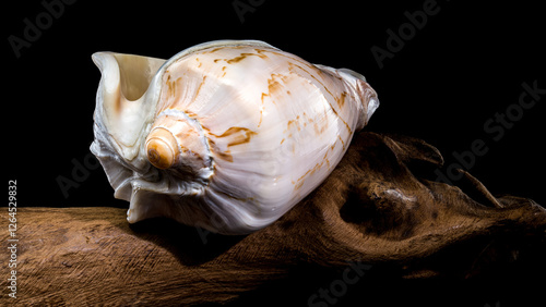 Cymbiola Nobilis Shell on Driftwood black background photo