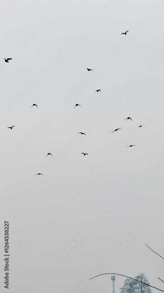 4K Vertical shot of birds flying in sky. Nature background. Birds flying in the sky. Tranquil nature scene. Concept of freedom and travel. Flock of Birds Flying 4K Vertical shot of birds flying in sky. Nature background. Birds flying in the sky. Tranquil nature scene. Concept of freedom and travel. Flock of Birds Flying