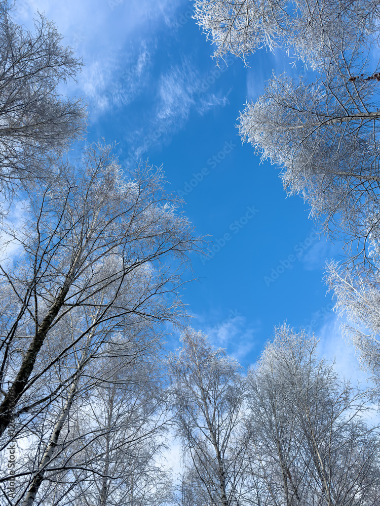 The sky is blue and the trees are bare The sky is blue and the trees are bare