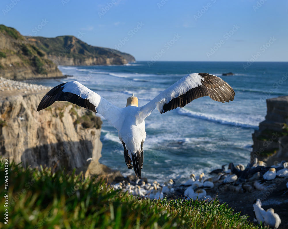 Gannet taking off with wings wide open. Muriwai Beach Gannet Colony. Auckland.