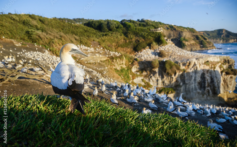 Thousands of gannets at Muriwai Gannet Colony. Auckland.