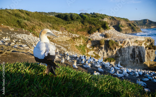 Obraz na płótnie Thousands of gannets at Muriwai Gannet Colony. Auckland. w salonie