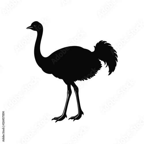 ostrich isolated on white background