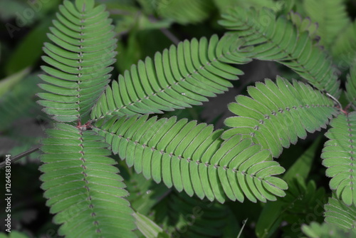 The mimosa pudica plant or putri malu in indonesia language is efficacious as a wound healing medicine.