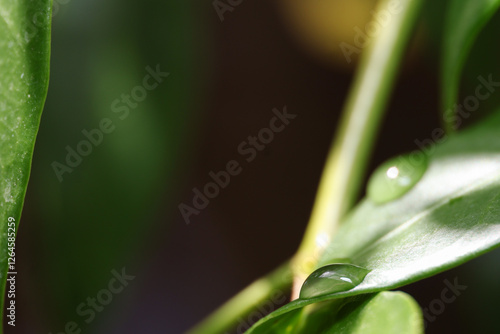 water drops on a leaf
